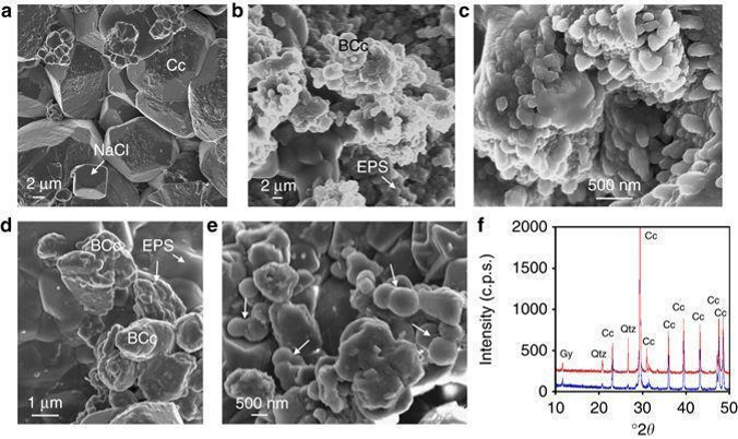 How bacteria can be used to conserve and protect our stone heritage ...